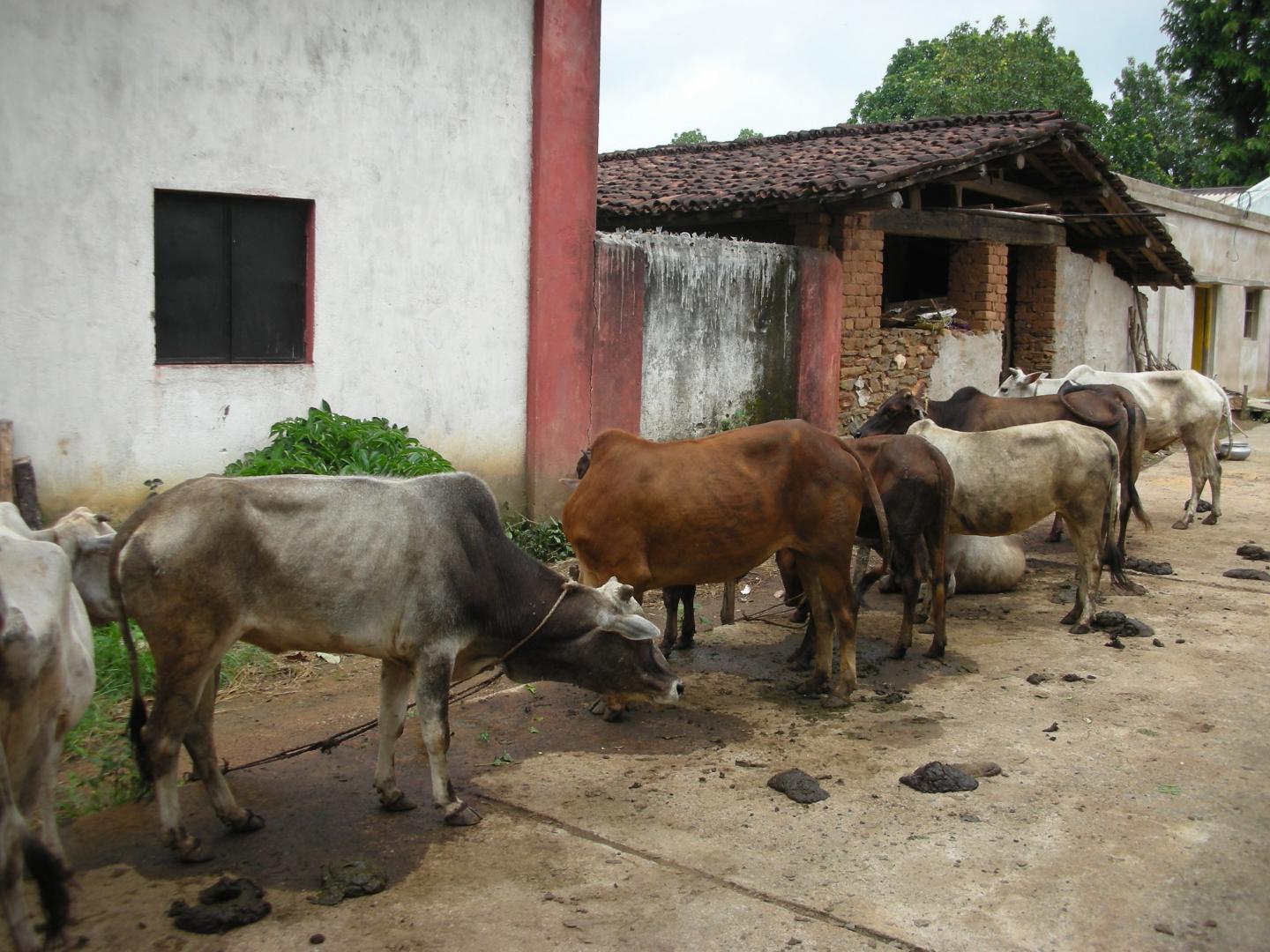Cows