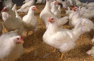 Chickens: Future Source of Fabrics