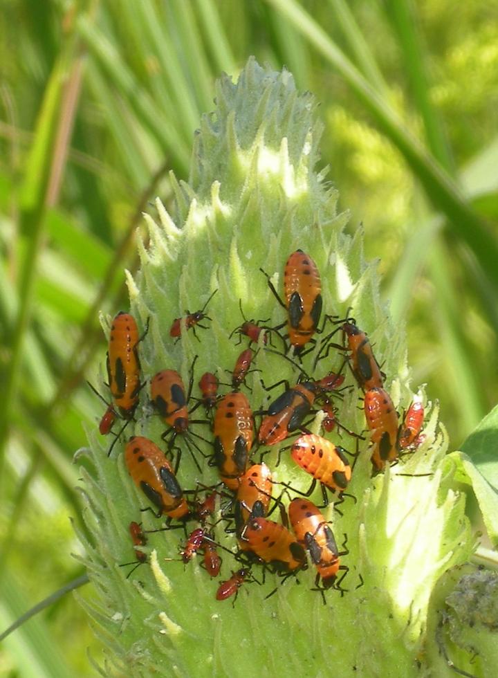 Juvenile Bugs Congregating on a Milkweed Seed Pod