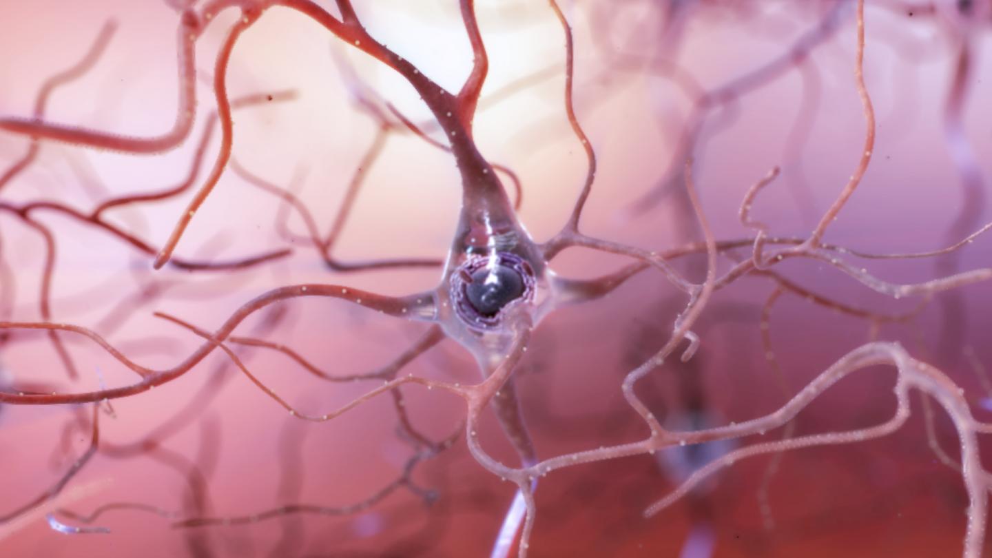 Healthy Neuron Illustrated
