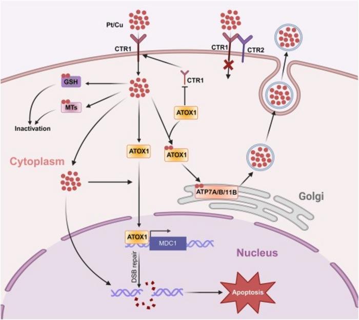 Schematic depiction of the association between the platinum distribution in tumor cells and platinum resistance in ovarian cancer.