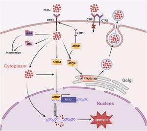 Schematic depiction of the association between the platinum distribution in tumor cells and platinum resistance in ovarian cancer.