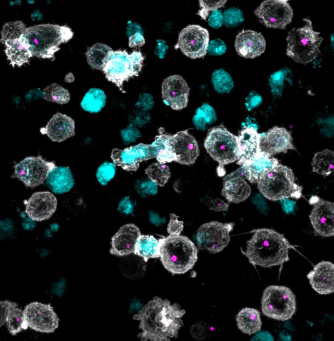 Immunological Synapse