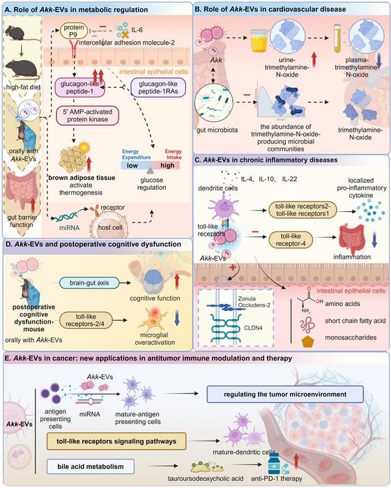 Composition, Functional Mechanisms, and Biological Roles of Akkermansia muciniphila Extracellular Vesicles (Akk-EVs)