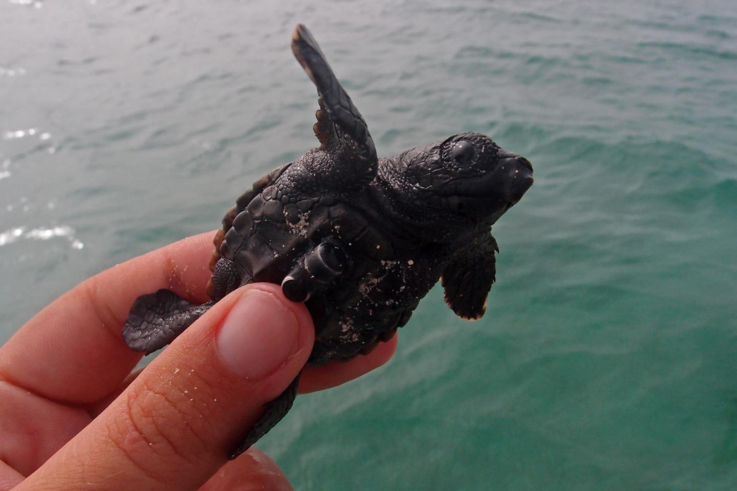 Tagged Turtle