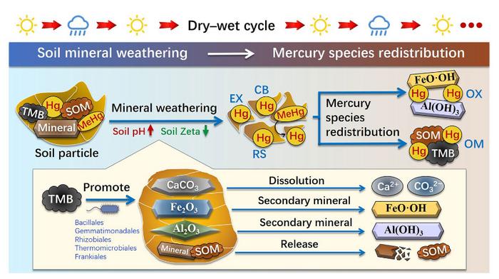 Redistribution of soil mercury species mediated by thiolated biochar under dry–wet cycles