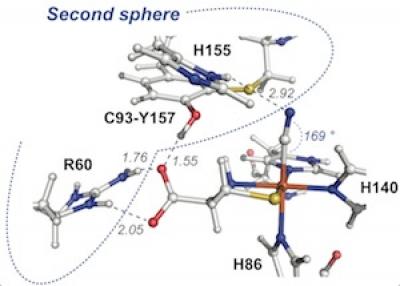 CDO Enzyme