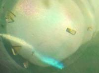 Enzyme Crystals
