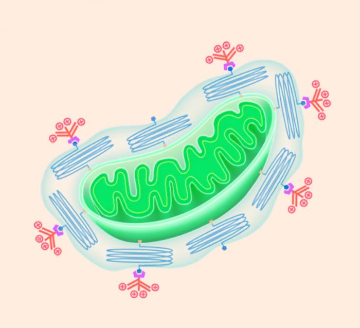 Illustration of a new approach to improve mitochondrial delivery, where mitochondria are coated with a polyethylene glycol layer and cell-penetrating peptides to boost stability and cellular uptake.