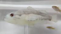 Robotic Largemouth Bass