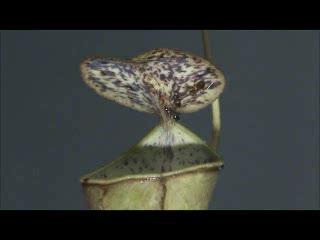 Pitcher Plant Uses Rain Drops to Capture Prey