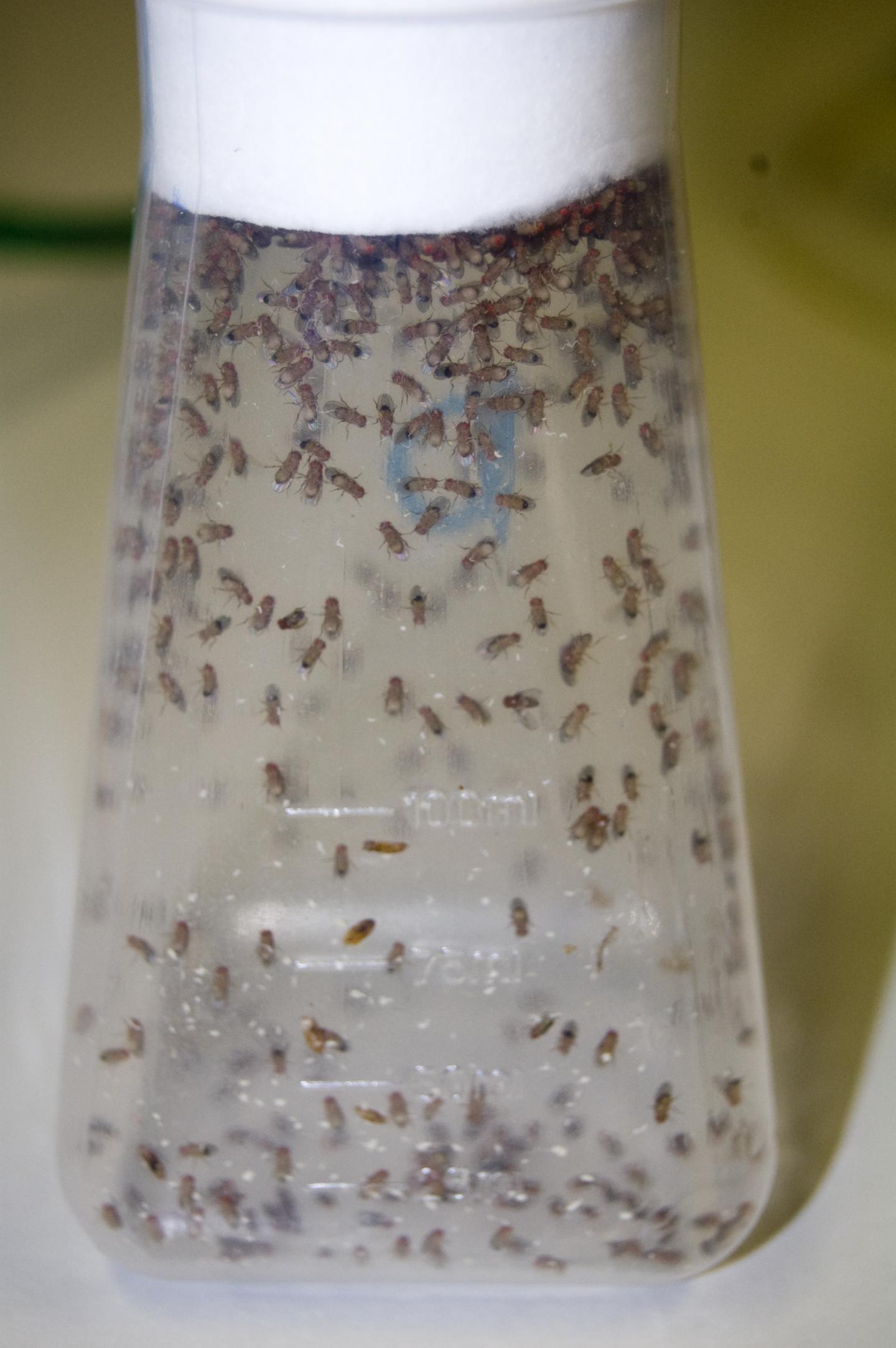 Fruit Flies