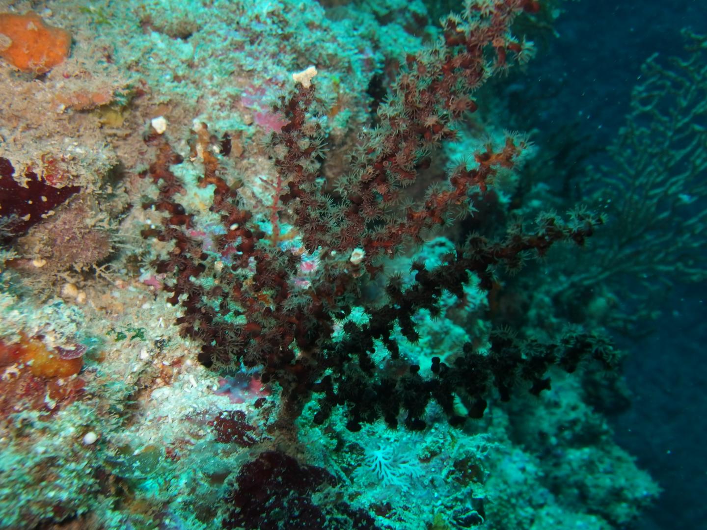 One of the New Zoantharian Species