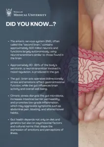 Did You Know? Key Facts About the Gut–Brain Axis