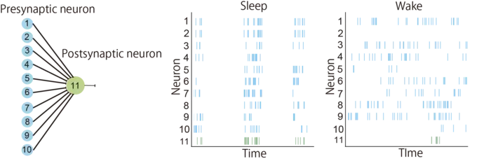 Construction of neural network and populational activity during sleep and wakefulness generated by simulation (Figure1)
