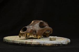 Canid skull