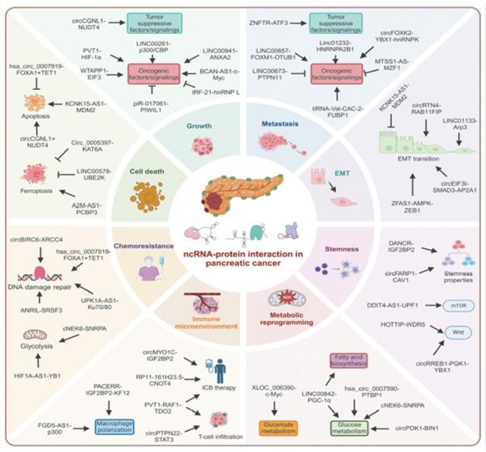 Mechanisms behind the role of noncoding RNAs (ncRNAs) in pancreatic cancer.