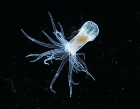 Aposymbiotic <em>Aiptasia</em> (3 of 3)