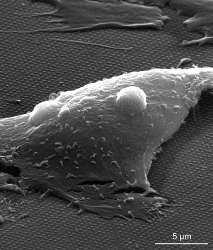 Cardiomyocytes