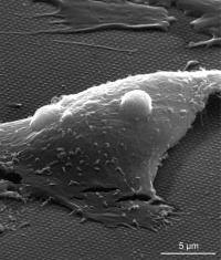 Cardiomyocytes