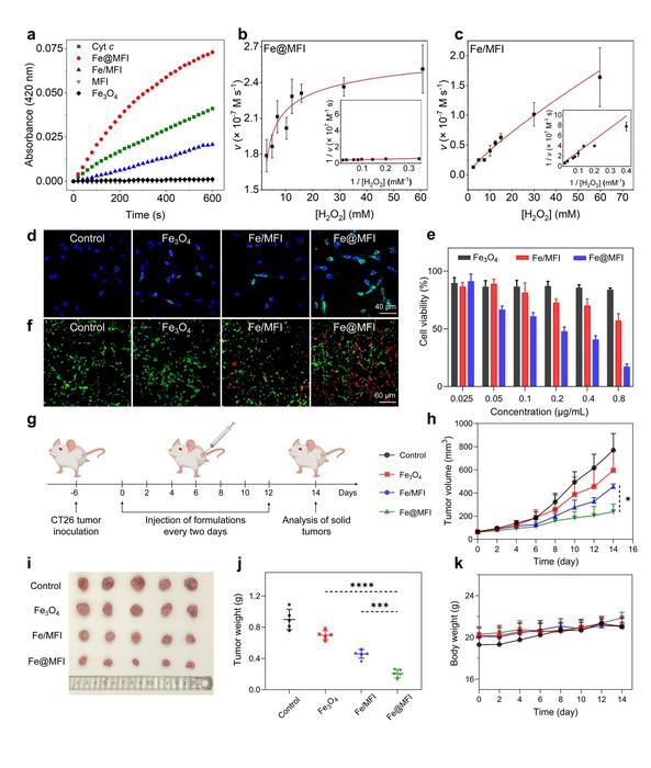 Evaluation of peroxidation activity and tumor therapy.
