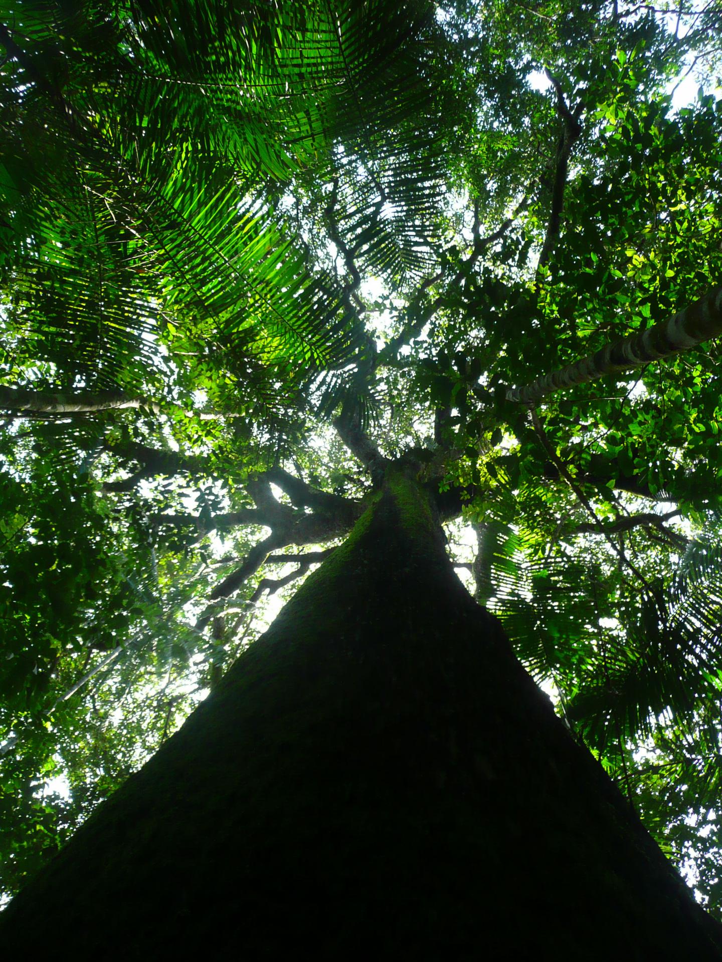 Plant Dominance in the Amazon Is Shaped by Past Civilizations (2 of 15)