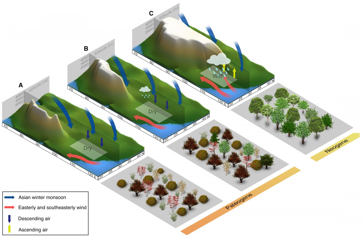 Simplified Tibet growth stages, climate, and vegetation changes