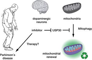 Mitochondrial renewal in Parkinson's disease