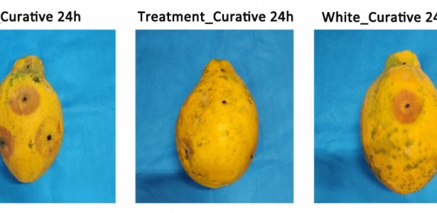 Essential oil-based solution protects fruit from fungi