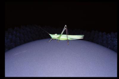 Katydid on Ball
