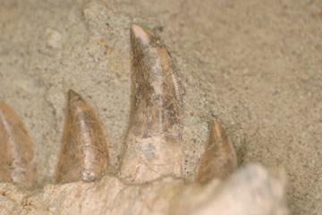 <em>Majungasaurus</em> Teeth Close-Up