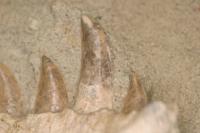 <em>Majungasaurus</em> Teeth Close-Up