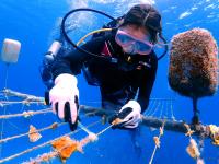 Reef Restoration