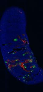 HFI-shielded islets grown well within the spleen.