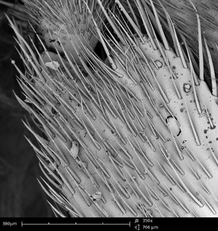Honeybee Forelimb