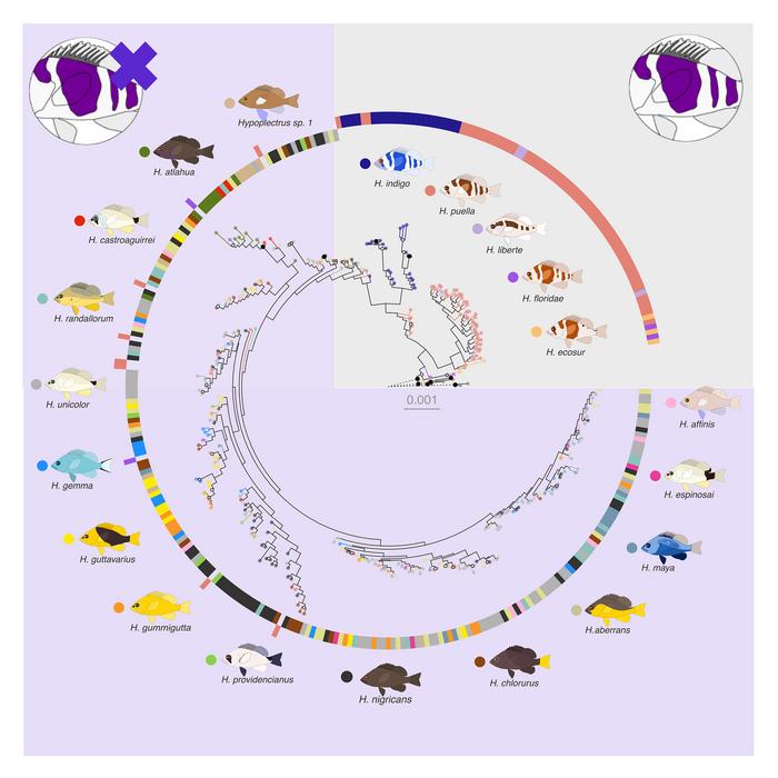 Genome-wide association study for species identity and casz1 gene tree.