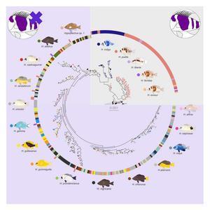Genome-wide association study for species identity and casz1 gene tree.