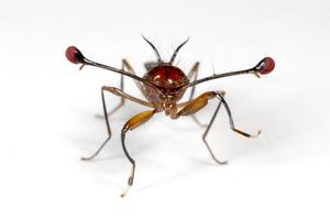 Malaysian stalk-eyed fly (Teleopsis dalmanni). Credit: Paul Richards