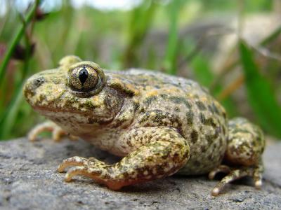 Midwife Toad