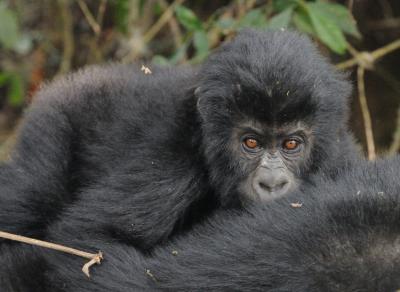 Grauer's Gorilla