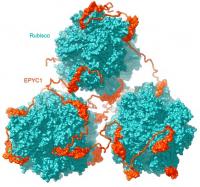 Rubisco and EPYC1 in the pyrenoid matrix
