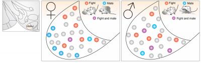 Illustration of Where VMHvl is Located in Mouse Brain, and What Brain Cells Control for Sex and Aggr