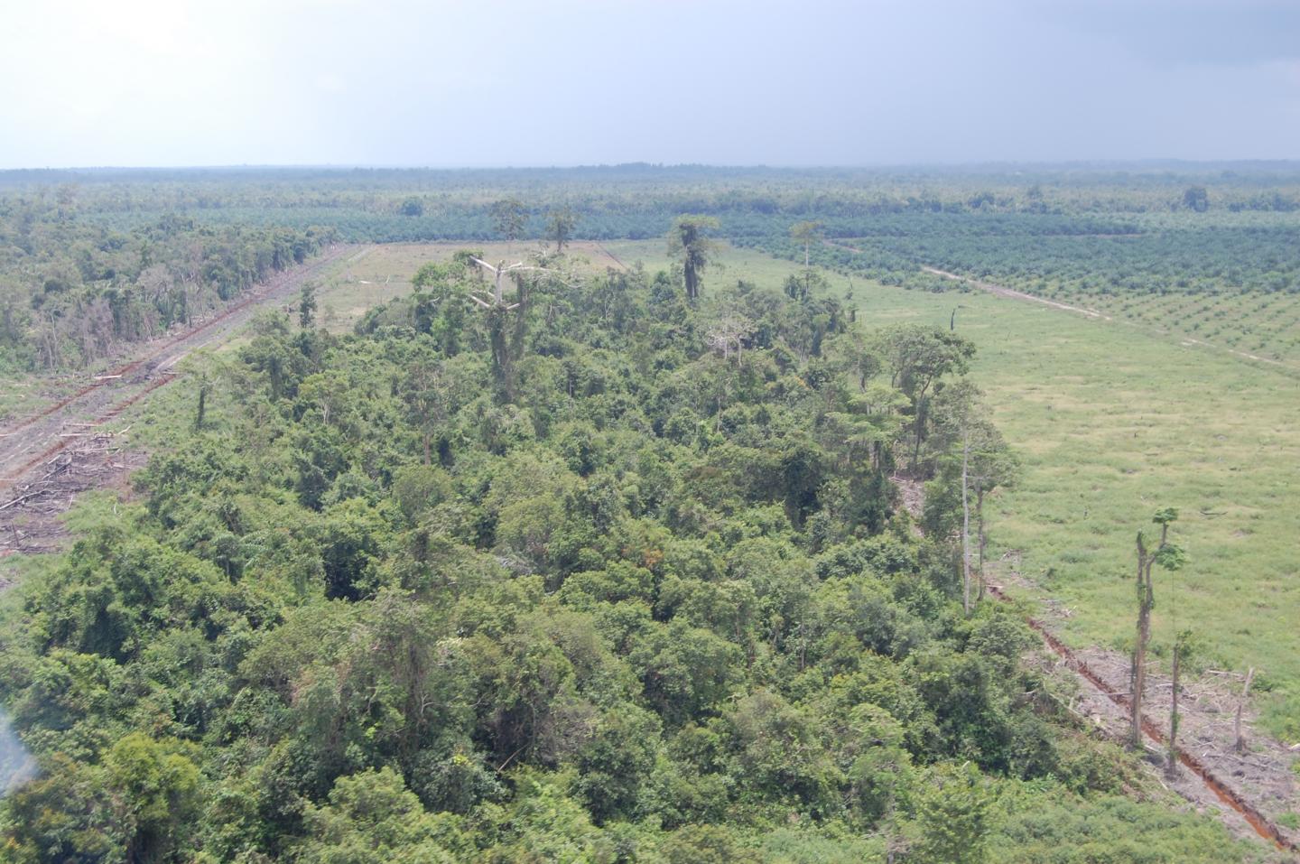 Forest and Oil Palm Plantation