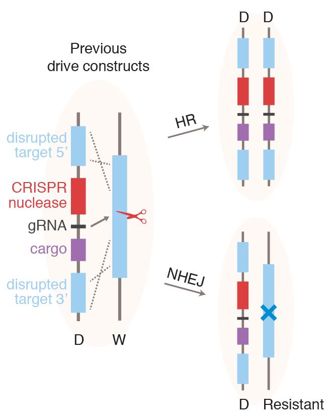 An Alternative, More Stable Gene Drive (3 of 4)