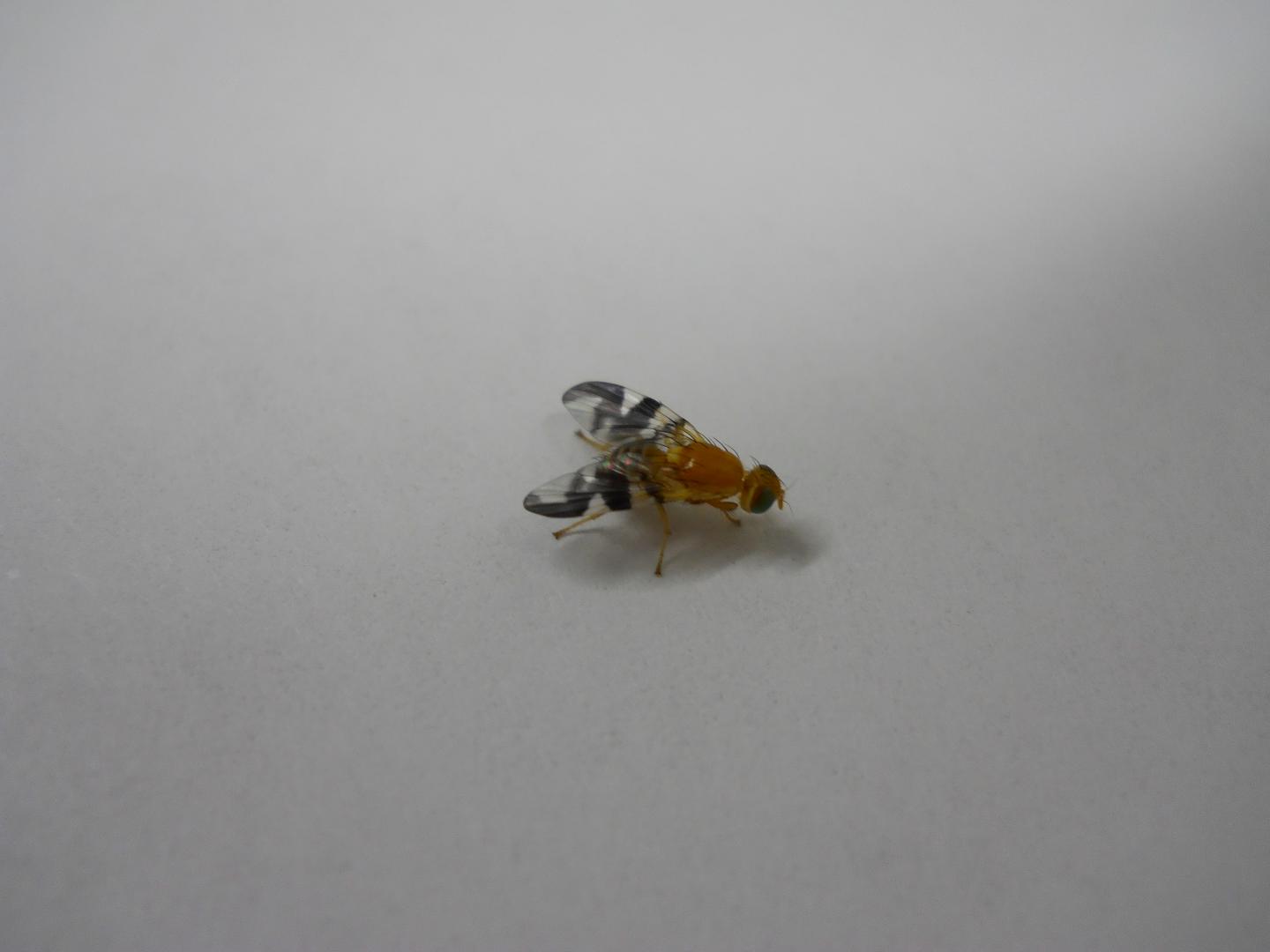 Troubled Flies