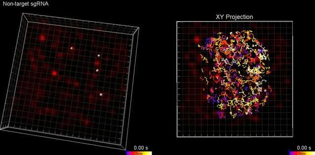 Gene Editing Protein Efficiently "Skims" Over Irrelevant Targets (1 of 2)