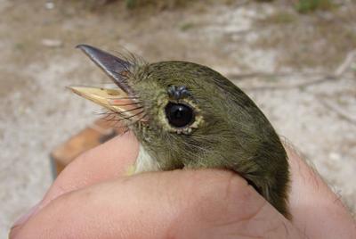Arcadian Flycatcher