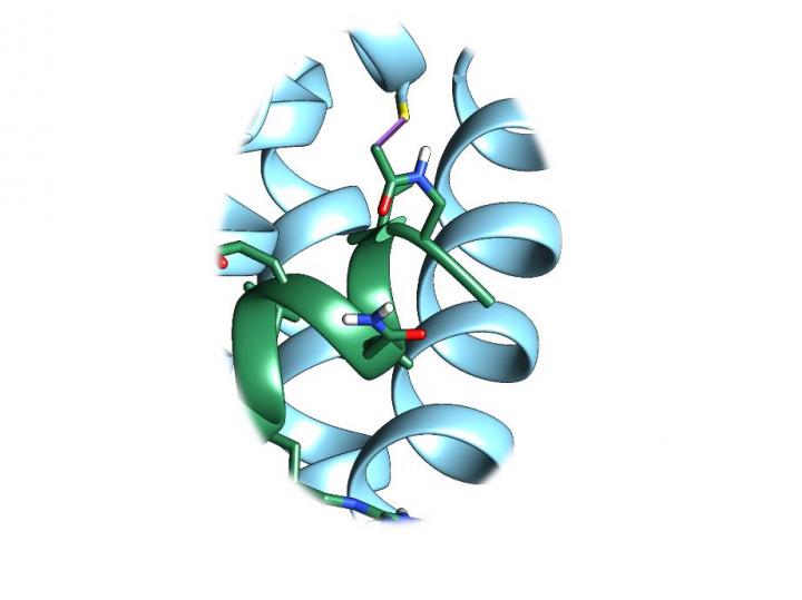 Bfl-1