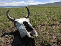 Prehistoric Spread of Dairying into Mongolia Did not Occur by Population Migration or Replacement