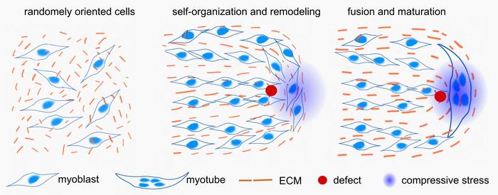 During muscle formation, mono-nucleated cells (myoblasts, blue) and their surrounding matrix (orange, ECM) are initially disordered (left).